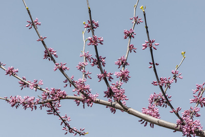 A branch of pink blossoms in front of a pale blue sky
