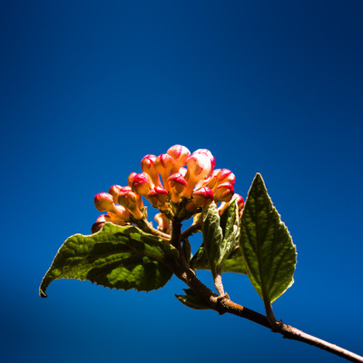 A branch with a cluster of pink viburnum flowers at the end of it. The flowers are not open. The sky is dark blue.