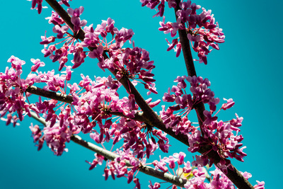 A branch of dense magenta blossoms in front of a vivid aqua sky