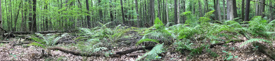 A horizontally-long very green image of a forest bed with lots of ferns.